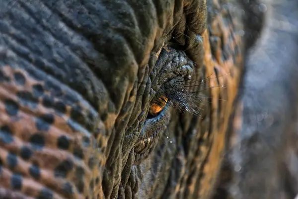 Experience Elephant Conservation Center in Sayabouly: A 2 Days - 1 Night Adventure