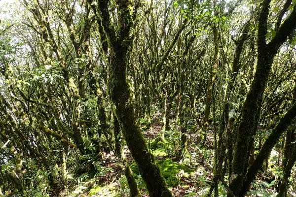 4 วัน 3 คืน 'Cloud Forest Challenge' Trek