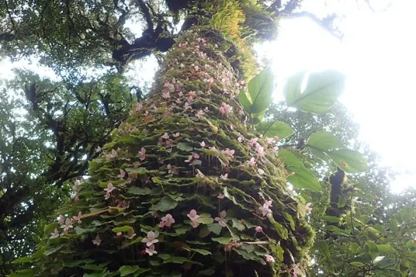 4 วัน 3 คืน 'Cloud Forest Challenge' Trek