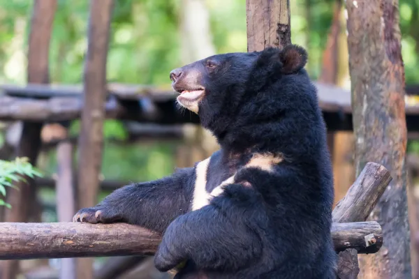 Asiatic Black Bear rescue center