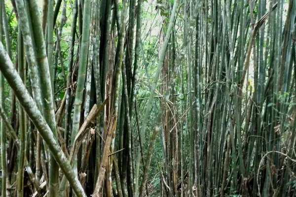 4 วัน 3 คืน 'Cloud Forest Challenge' Trek