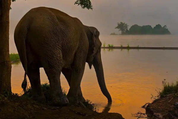 Experience Elephant Conservation Center in Sayabouly: A 2 Days - 1 Night Adventure