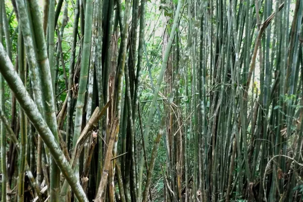 3天2夜“瀑布和鸟巢”徒步旅行}