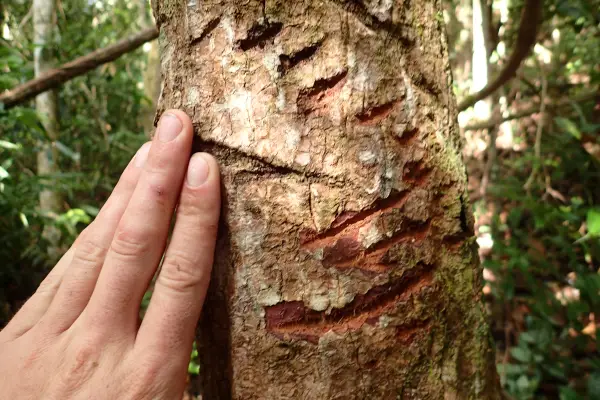 ຄວາມທ້າທາຍໃນປ່ານໍ້າໝອກ ( ບໍ່ລວມເຮືອນຮັງນົກ ແລະ ບໍ່ລວມໂຮມສະເຕ )