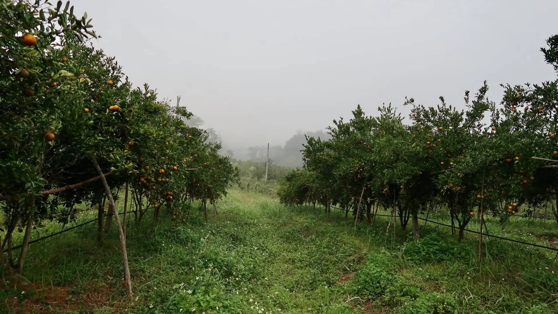 Mineral Freshy Farm
