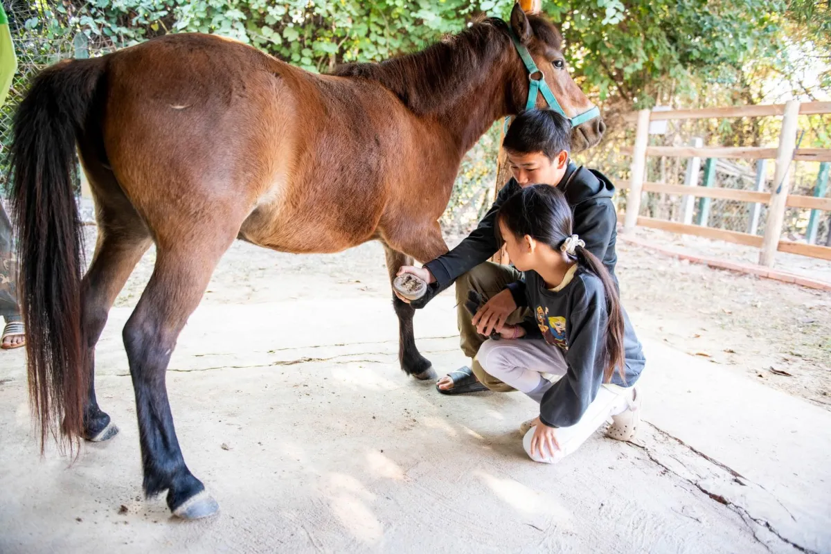Pony Ride Experience in Luang Prabang