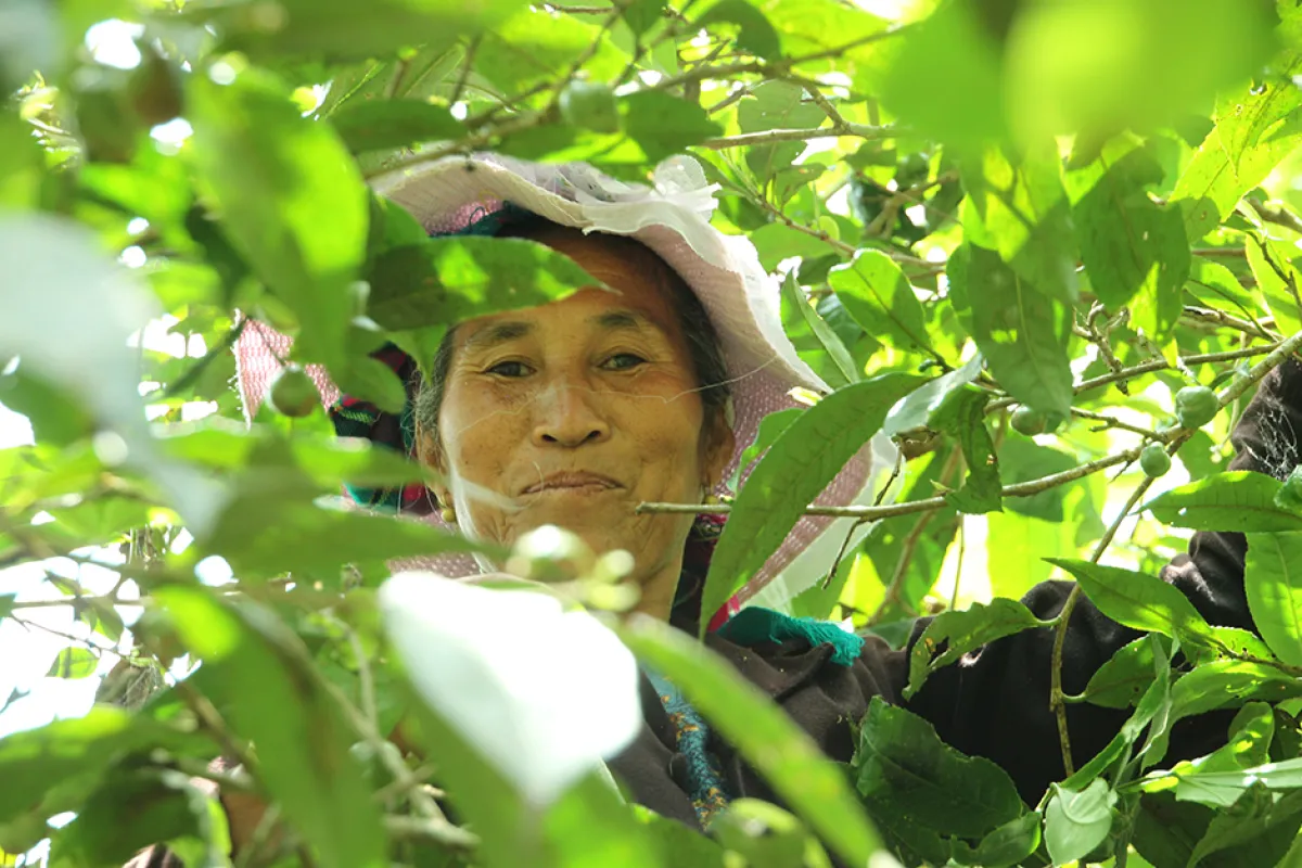 400-Year-Old Tea Trees