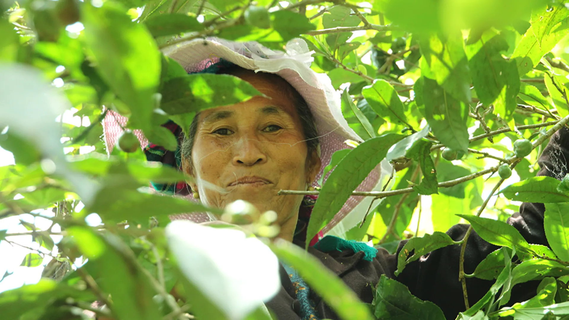 ไร่ชาอายุ 400 ปี