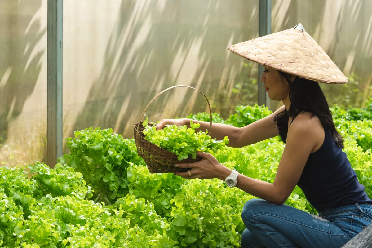 Namkhan EcoLodge Organice Farm