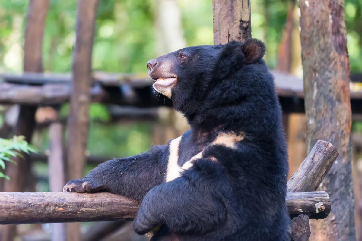 Bear at the Kuangsi Waterfall Rescue Center