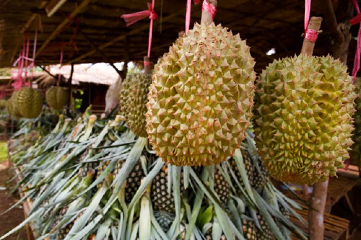 Paksong Durian
