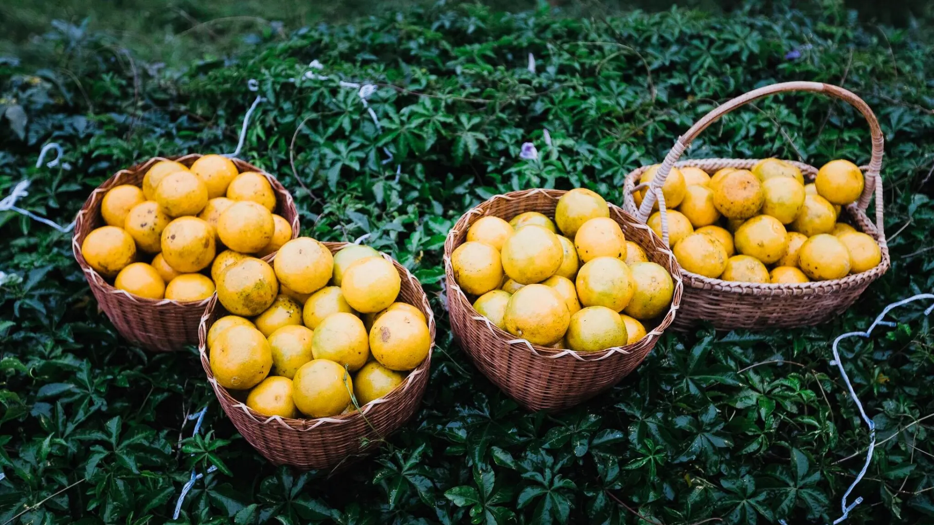 Mineral Freshy Farm