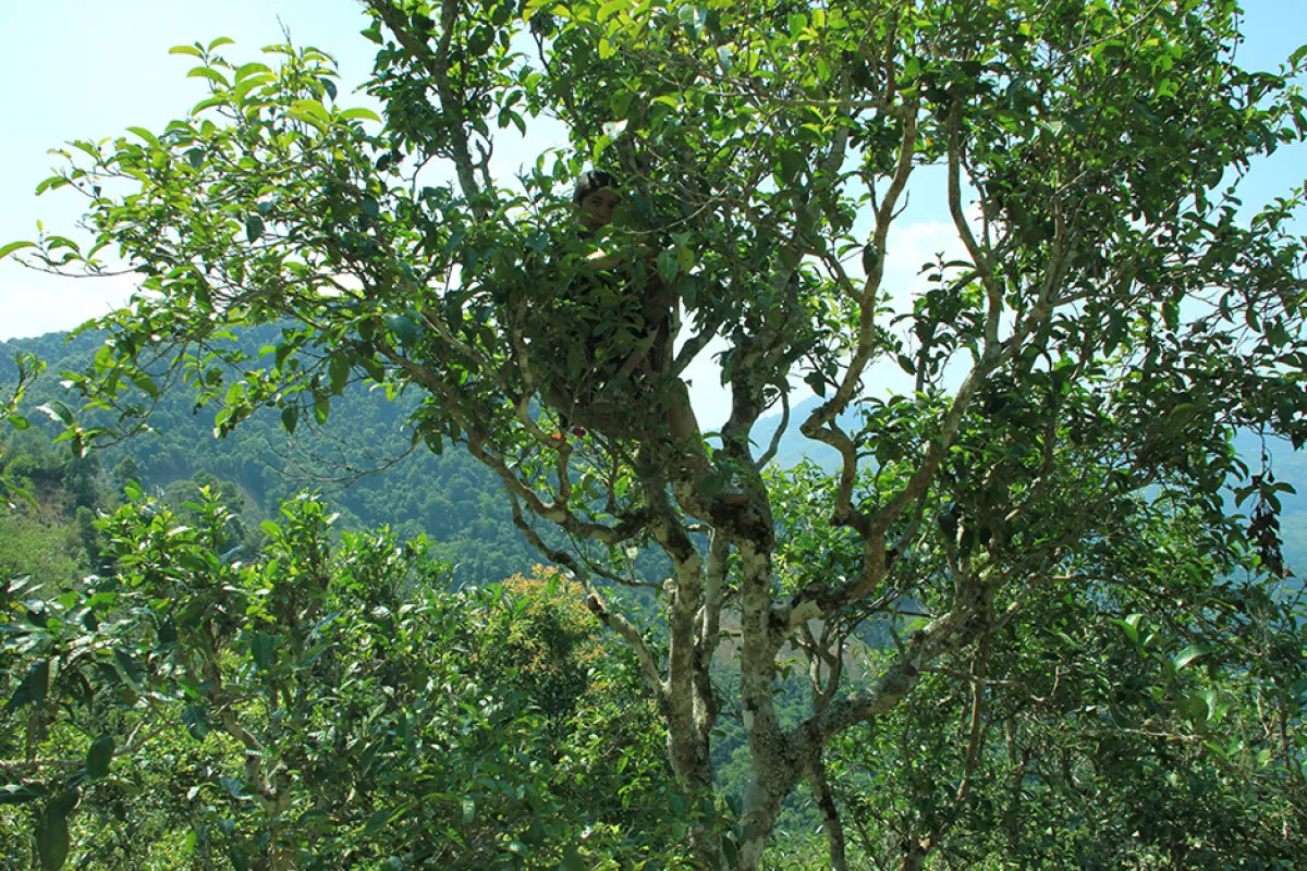 400-Year-Old Tea Trees