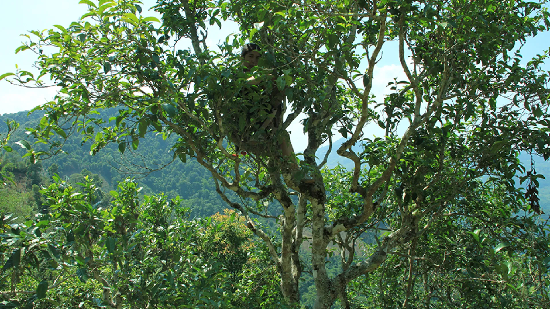 ไร่ชาอายุ 400 ปี