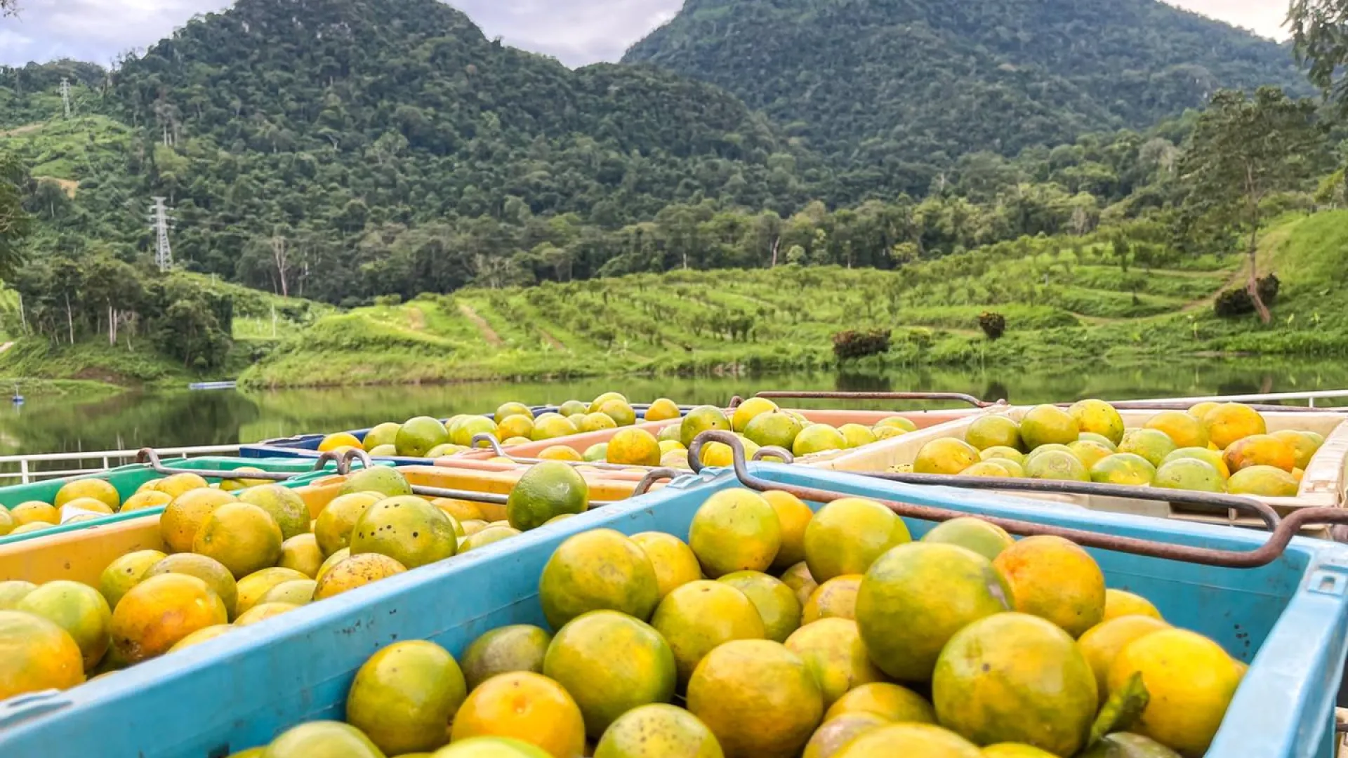 Mineral Freshy Farm