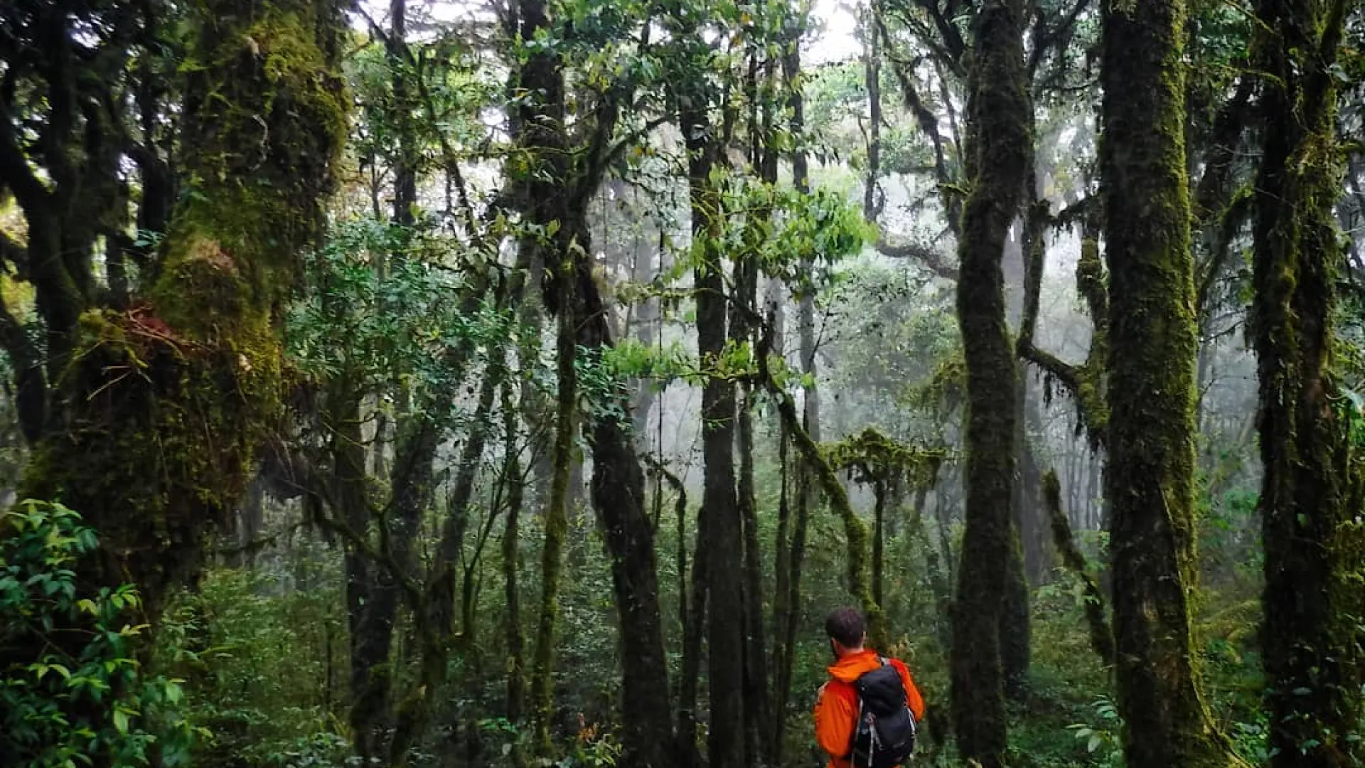 Nam Et-Phou Louey National Park