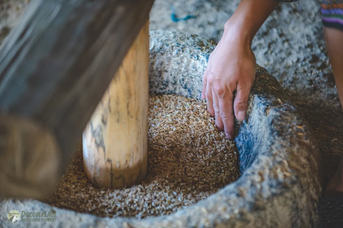 The Living Land Farm -  Rice Farming Experience