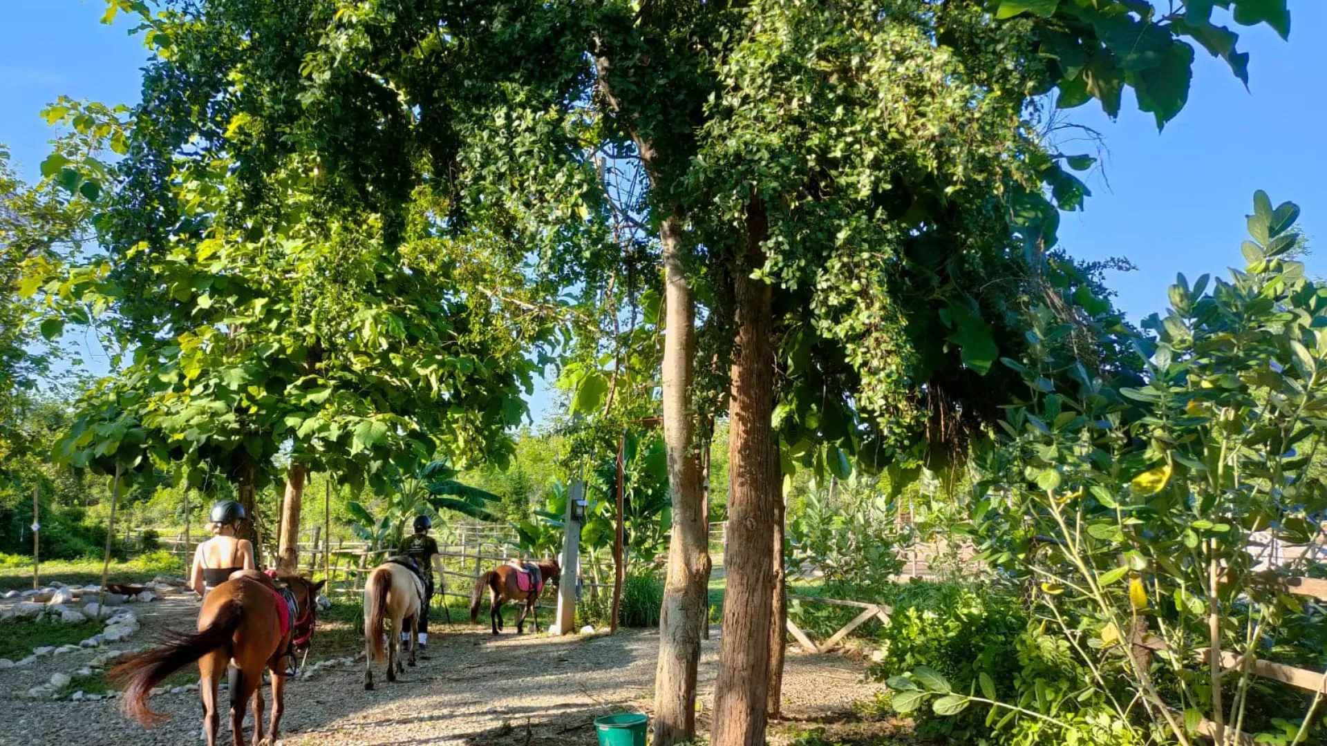 Pony Ride Experience in Luang Prabang