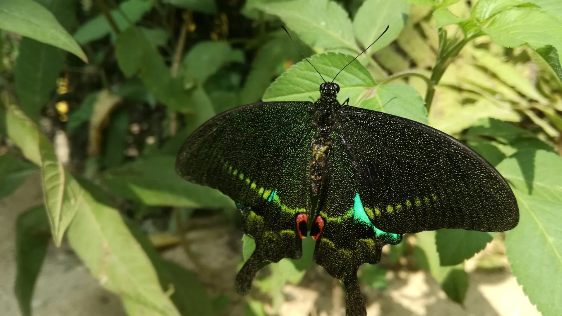 Kuang Si Butterfly Park