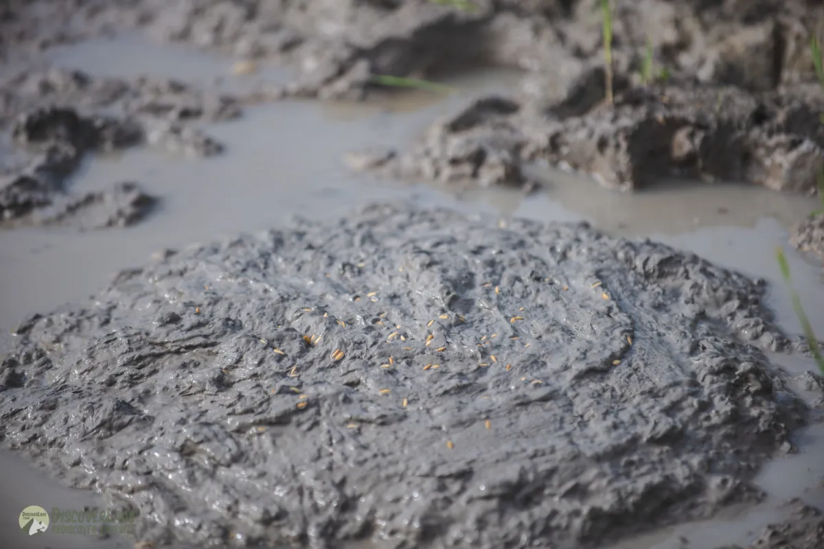 The Living Land Farm -  Rice Farming Experience