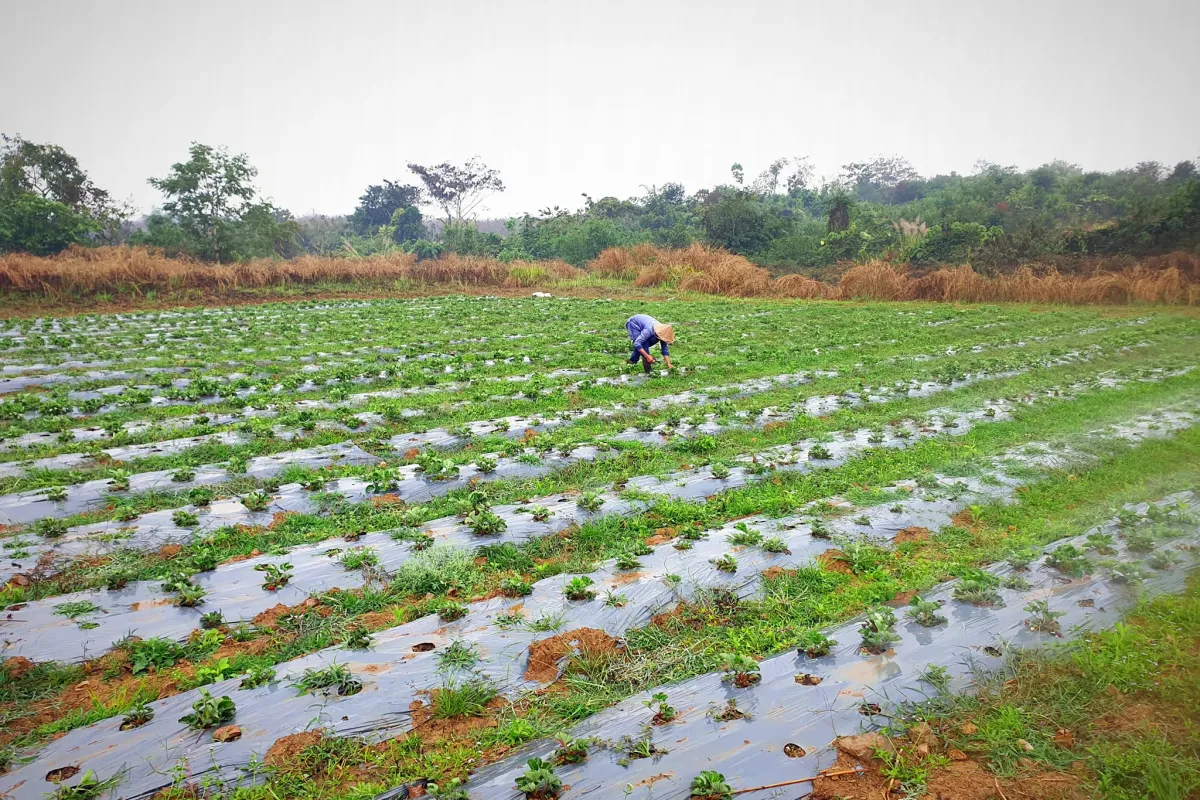 Fuang Dao Mountain Resort