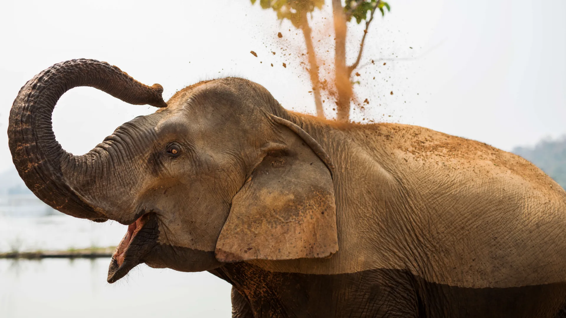 Lao Elephant at ECC