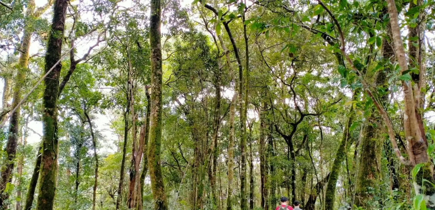 ป่าดิบชื้นเขตร้อน