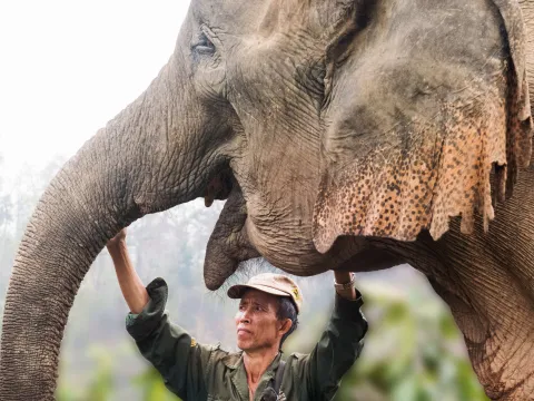 Experience Elephant Conservation Center in Sayabouly: A 2 Days - 1 Night Adventure