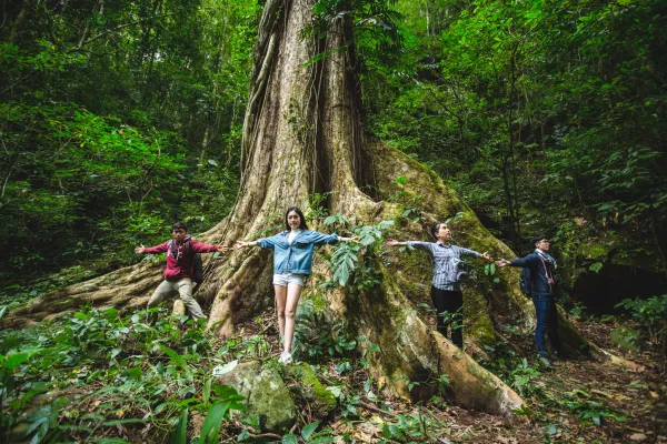 รถรีสอร์ท, เดินป่า, ชมต้นไม้ยักษ์