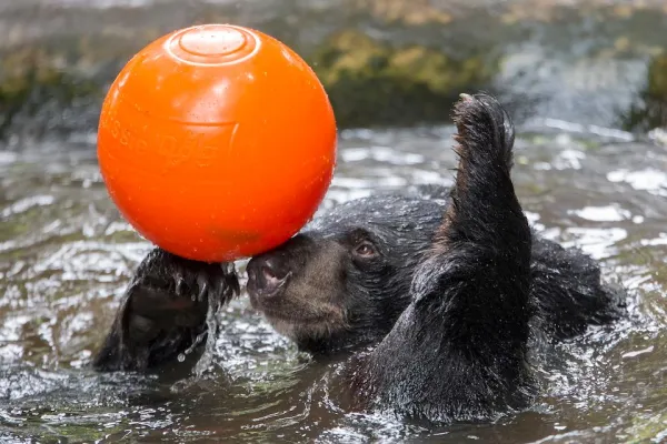 Bear Care Tour TAT KUANG SI BEAR RESCUE CENTRE