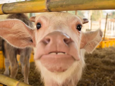 ທ່ຽວຟາມຄວາຍດ້ວຍຕົວເອງ