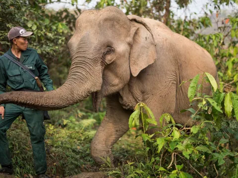 Wildlife Volunteering in Sayabouly: An Unforgettable Week of Eco Adventures with Elephants