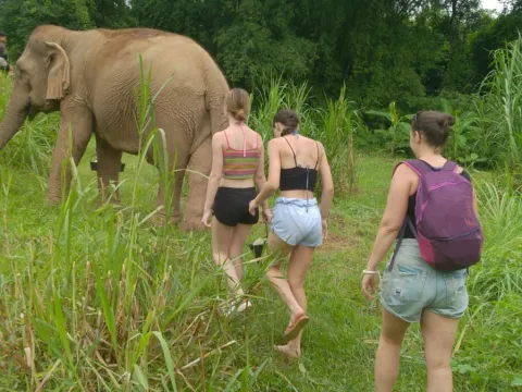 A Unique Half-Day Adventure with Nature and Elephants