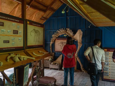 参观大象村（时间较短）