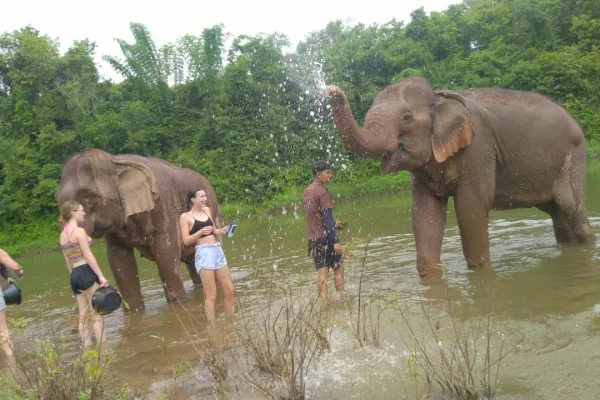 Elephant Adventure: Half-Day Experience