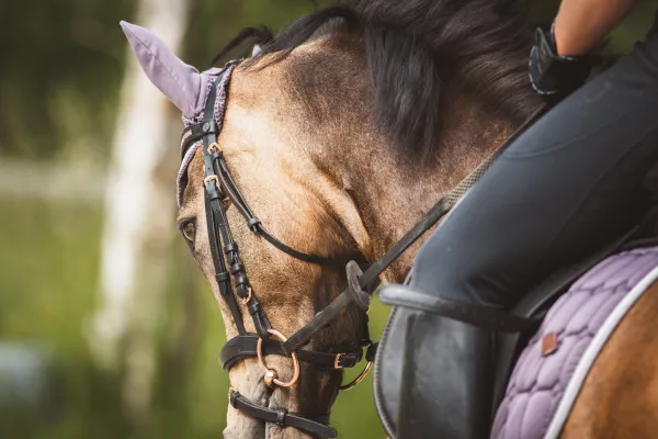 ทัวร์ขี่ม้า 20 นาที