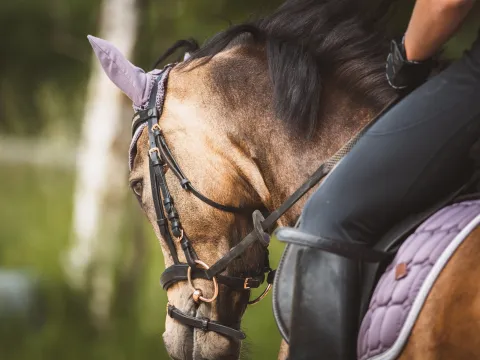 ทัวร์ขี่ม้า 20 นาที