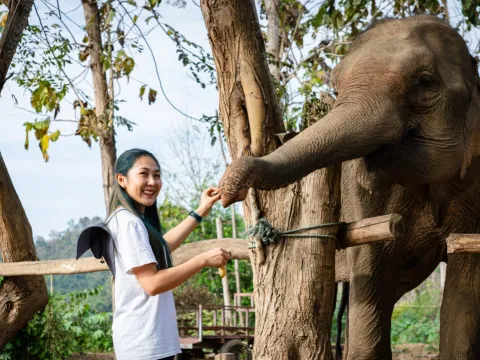 与大象沟通（下午半日游）