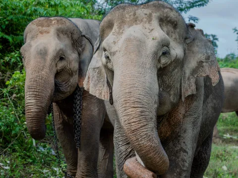 全天大象体验与徒步旅行