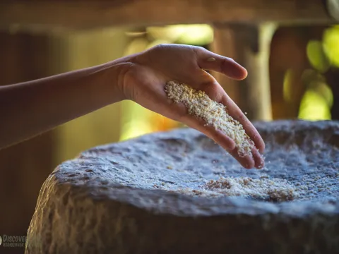 Half-Day Rice Experience at The Living Land Farm